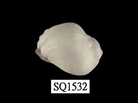 藏品(紫口珊瑚螺)的圖片